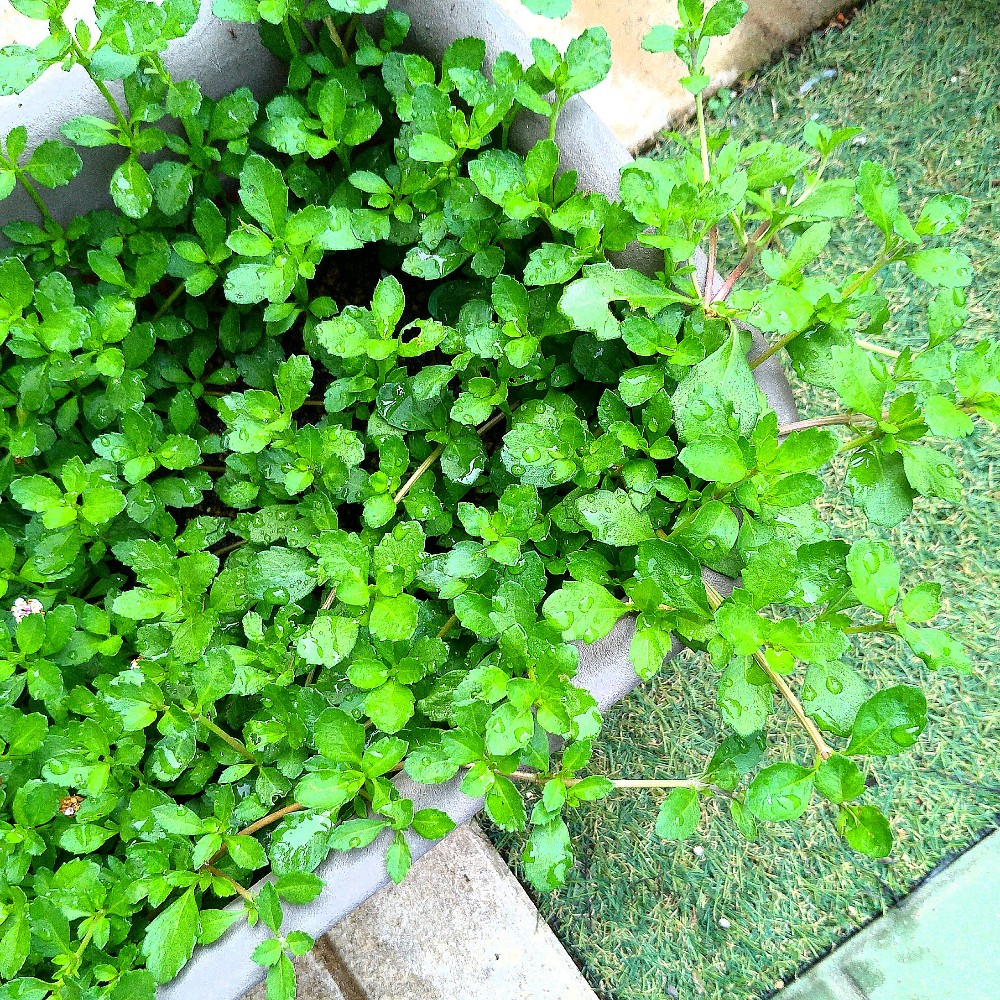 雑草対策グランドカバー クラピアｋ７ 人工芝生の代わりに植えてみた 鈴木ややブログ