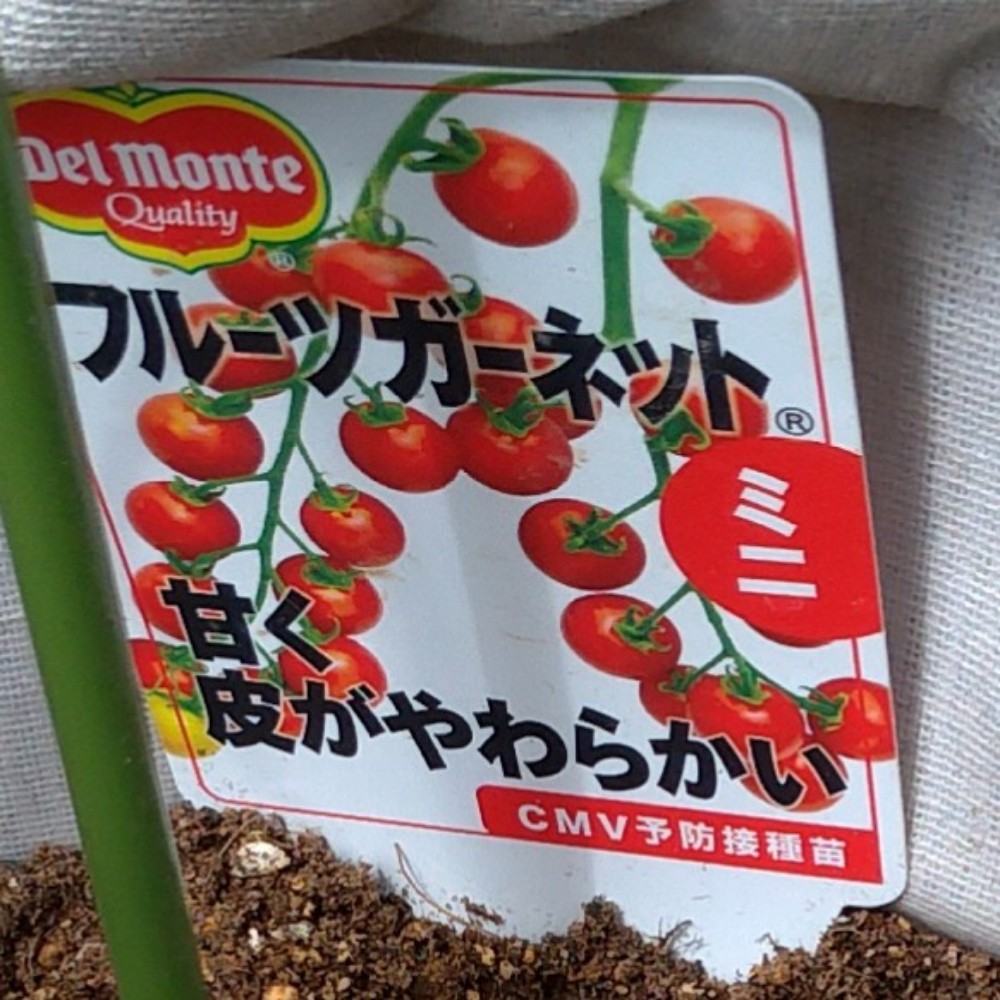 ミニトマトがつるボケしちゃった プランター 家庭菜園３本仕立て 鈴木ややブログ