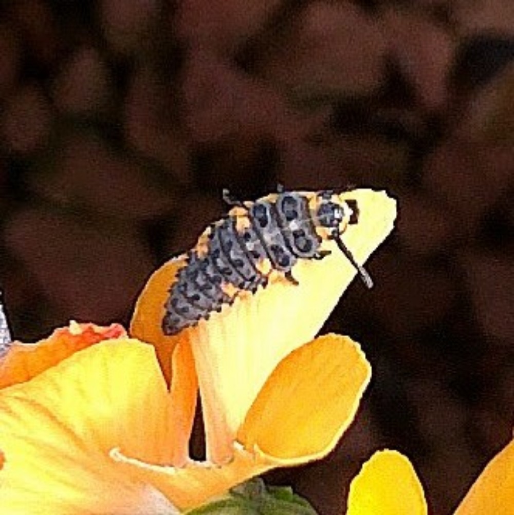 益虫 害虫 テントウムシダマシ てんとう虫 の見分け方と画像 鈴木ややブログ