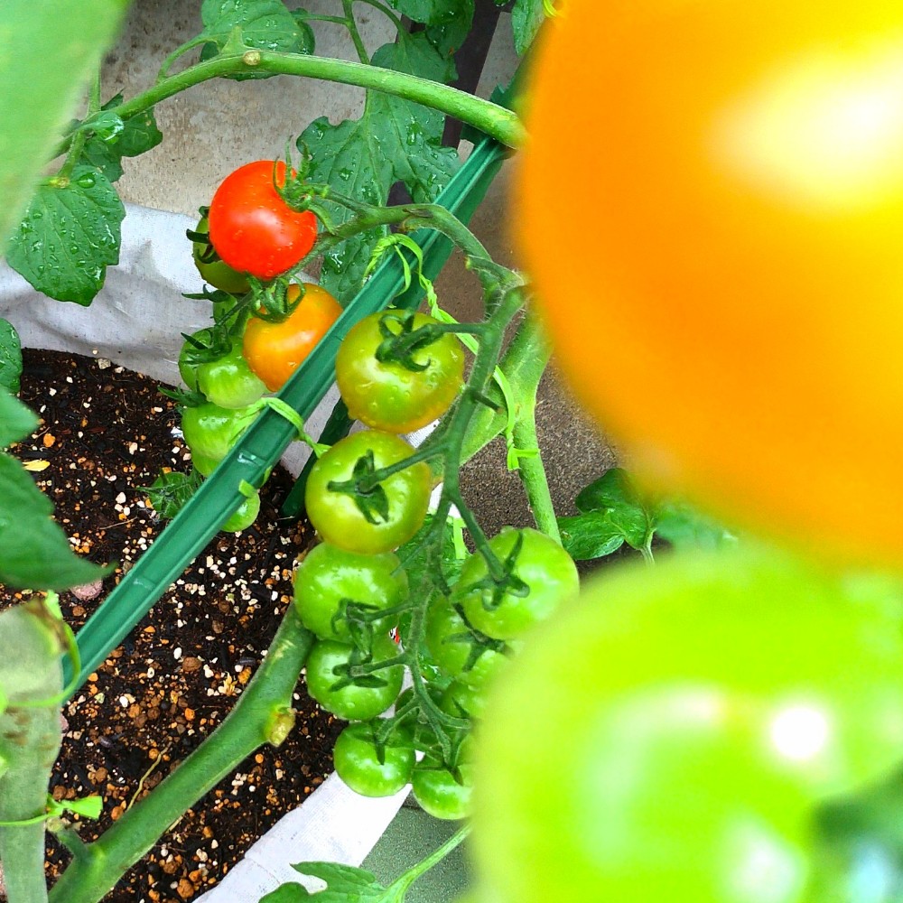 ミニトマトがつるボケしちゃった プランター 家庭菜園３本仕立て 鈴木ややブログ