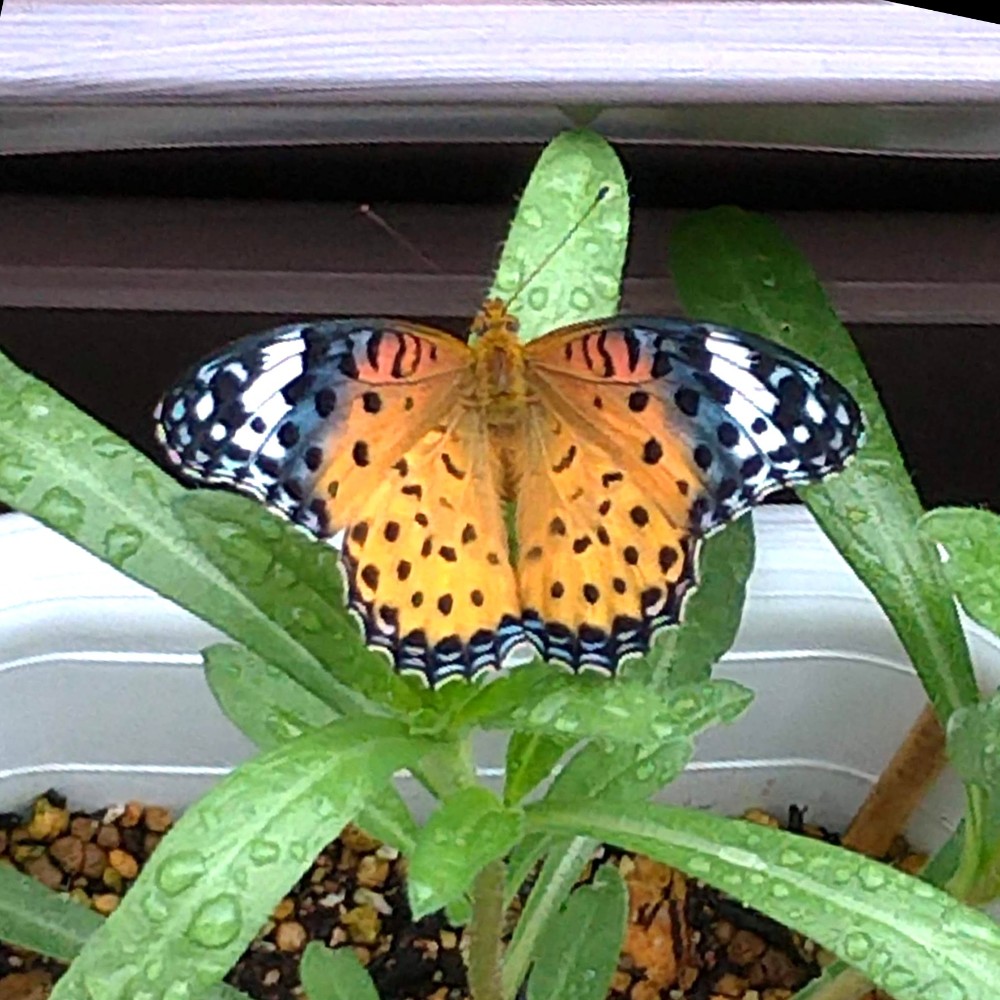 ビオラに黒とオレンジの毛虫 毒は無い ツマグロヒョウモン蝶の観察日記 鈴木ややブログ