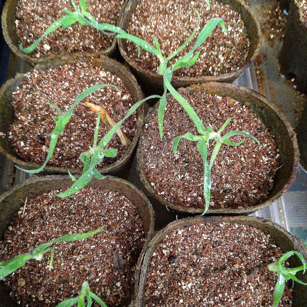 うさぎのしっぽ ラグラスバニーテール の育て方 秋の種まき 栽培記録 鈴木ややブログ