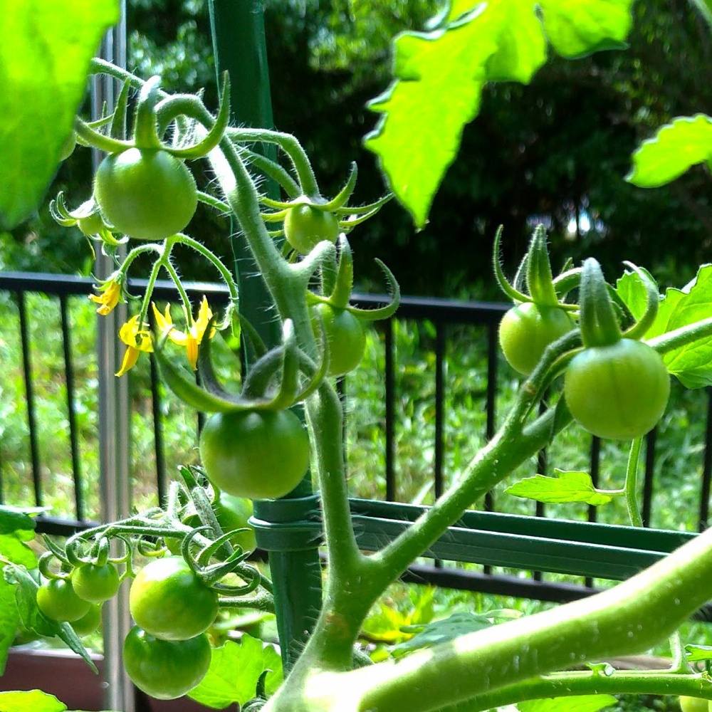 家庭菜園のトマトに虫食いの穴 でも害虫が見つからない 駆除の方法 鈴木ややブログ