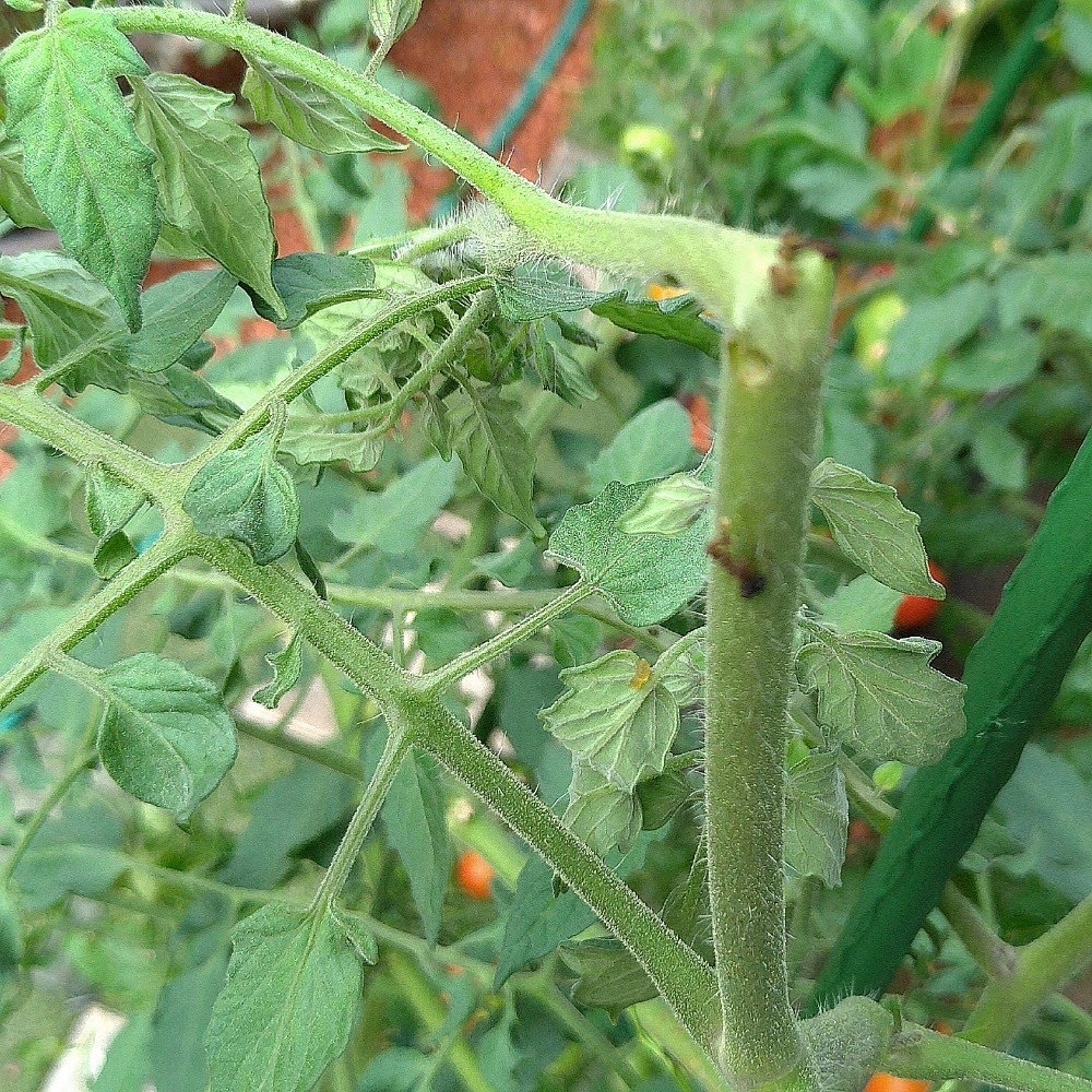 家庭菜園のトマトに虫食いの穴【でも害虫が見つからない】駆除の方法 鈴木ややブログ