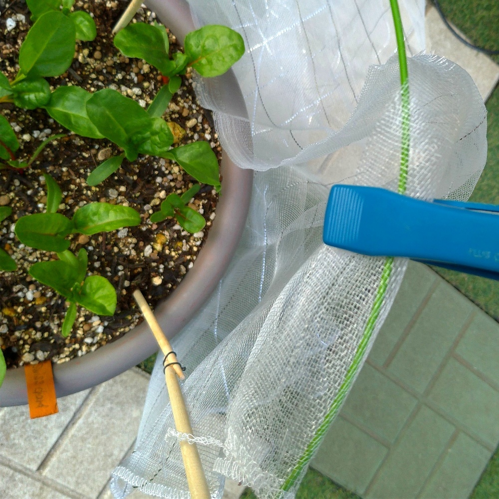 プランター家庭菜園 防虫ネットの張り方 １００均支柱で簡単手作り 鈴木ややブログ