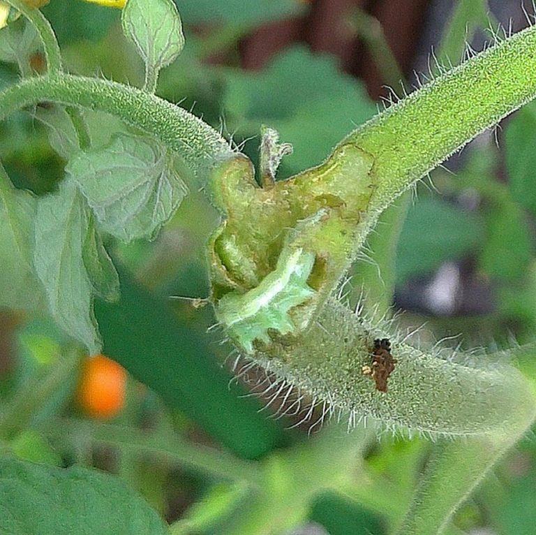 家庭菜園のトマトに虫食いの穴【でも害虫が見つからない】駆除の方法 鈴木ややブログ