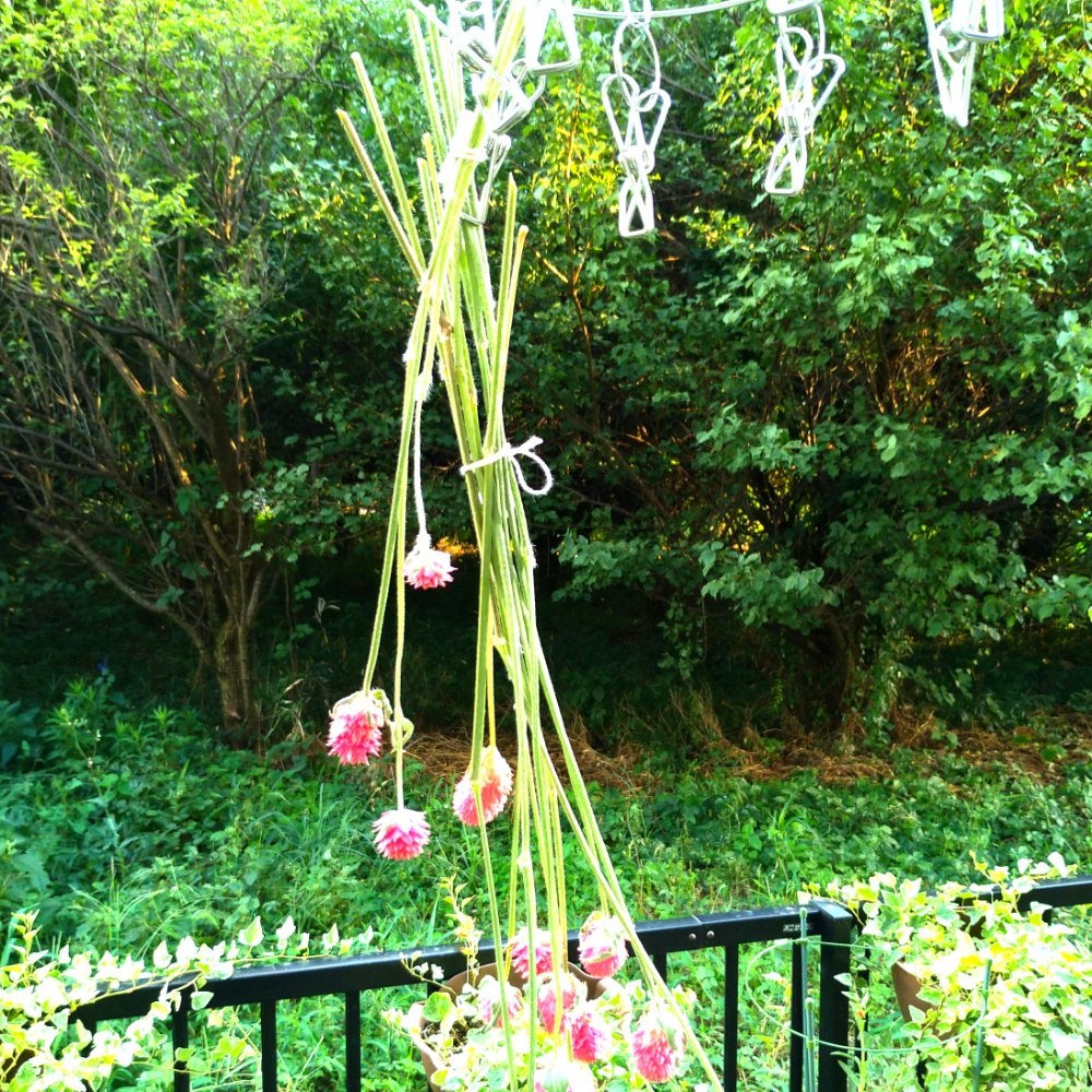 夏に咲く花おすすめ 千日紅 ストロベリーフィールド種まき栽培記録 鈴木ややブログ