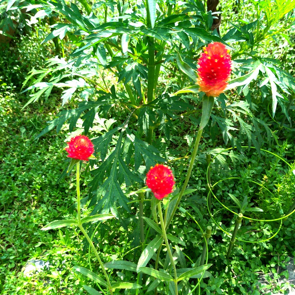 夏に咲く花おすすめ 千日紅 ストロベリーフィールド種まき栽培記録 鈴木ややブログ