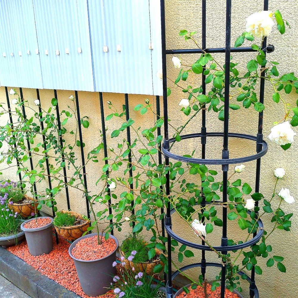 バラの庭の画像