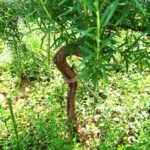 ローズマリーの木質化した茎の画像