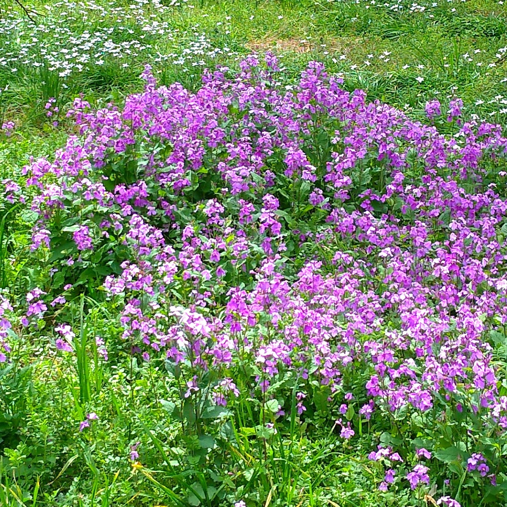 春に群生して咲く野の花 ムラサキハナナ 菜の花 花大根 種まき栽培記録 鈴木ややブログ